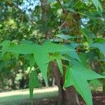 Liquidambar formosana Levél