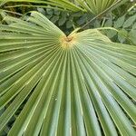 Trachycarpus fortuneiHostoa