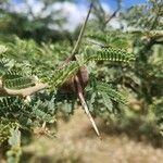 Vachellia drepanolobium Leaf