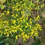 Senecio glaucus Other