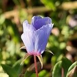 Lysimachia monelli Flower