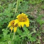 Viguiera dentata 花