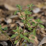 Amaranthus thunbergii Celota