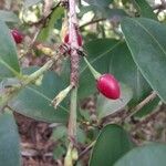 Erythroxylum coca Frutto