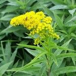 Solidago canadensisFlower