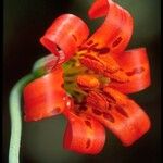 Lilium maritimum Kwiat
