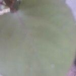 Potamogeton pusillus 葉