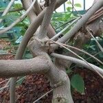 Malvaviscus arboreus Bark