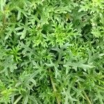 Glandularia tenera Leaf