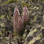 Saxifraga florulenta Habitus