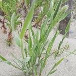 Phleum arenarium Blatt