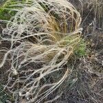 Stipa eriocaulis Žiedas