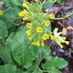 Primula veris Habitus