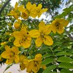 Cassia leptophylla ᱵᱟᱦᱟ