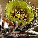 Astrophytum caput-medusae Flor