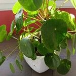 Pilea peperomioidesFolha