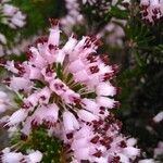 Erica multifloraEgyéb