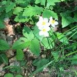 Fragaria moschata Tervik taim