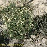 Vella bourgaeana Habitat