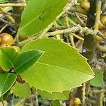 Ilex cornuta ഇല