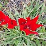 Tulipa linifolia 花