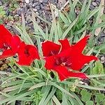 Tulipa linifolia Цветок