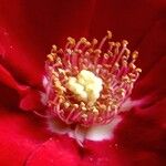 Rosa pendulina Otro