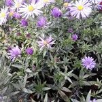 Symphyotrichum laeve Συνήθη χαρακτηριστικά