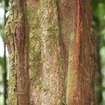 Eschweilera congestiflora Azala