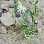 Silene arabica Hábitos