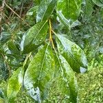 Salix phylicifolia Blatt