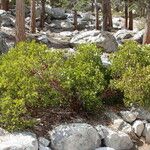 Arctostaphylos patula Bark