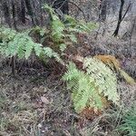 Osmunda regalis Blad