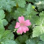 Geranium × oxonianum 花