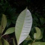 Tovomita brevistaminea Leaf