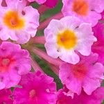 Lantana camara Цветок