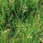 Juncus subnodulosus Habitus