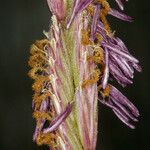 Sporobolus hookerianus Květ