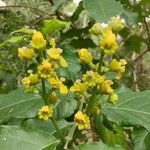 Bunchosia armeniaca Flower