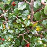 Cotoneaster divaricatusLeaf