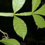 Quassia amara Hoja