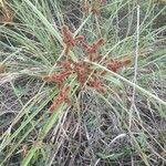 Cyperus ligularis Folha