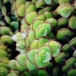 Crassula pellucidaЛист