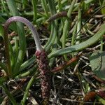 Plantago crassifolia Hoja