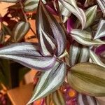 Tradescantia zebrina ഇല