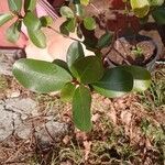 Ficus natalensis Leaf