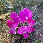 Lathyrus latifoliusBlomma