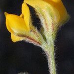 Anthyllis circinnata Flower