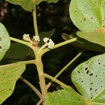 Christiana africana Hoja