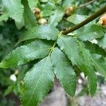 Eucryphia cordifolia Foglia